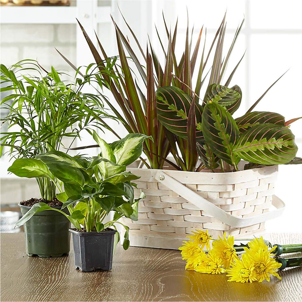 Florist Designed Blooming and Green Plants in a Basket – Floreria Mexico #3, Torrance CA
