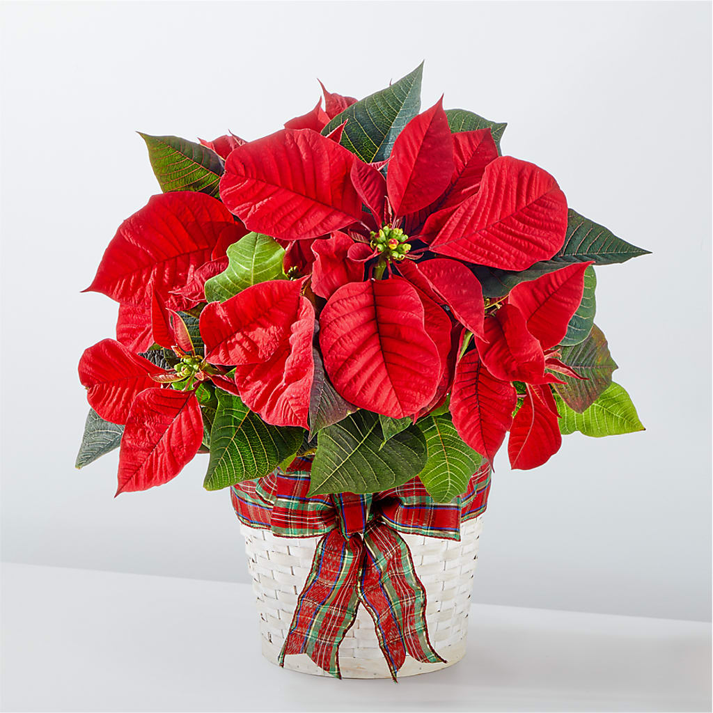Happiest Holidays Poinsettia – Floreria Mexico #3, Torrance CA
