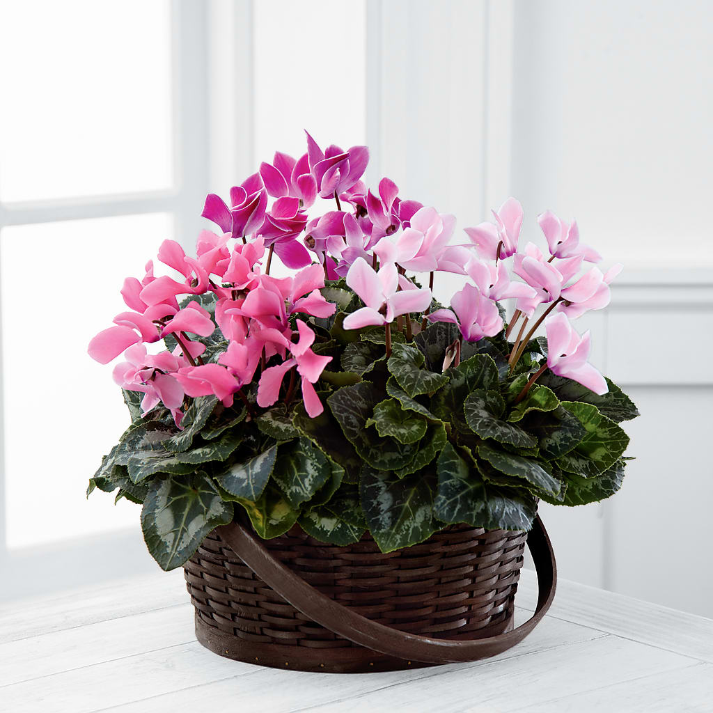 Mixed Cyclamen Planter – Floreria Mexico #3, Torrance CA