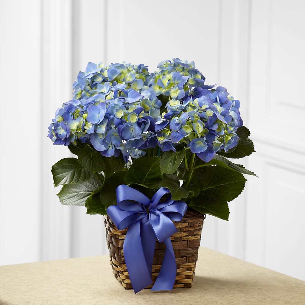 Blue Hydrangea Planter – Floreria Mexico #3, Torrance CA
