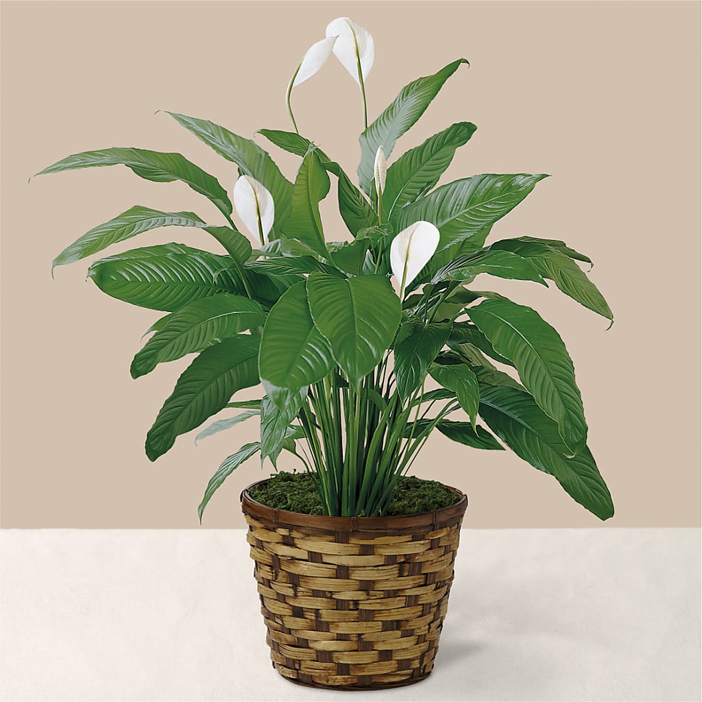 Tranquil Moments Peace Lily Plant – Floreria Mexico #3, Torrance CA