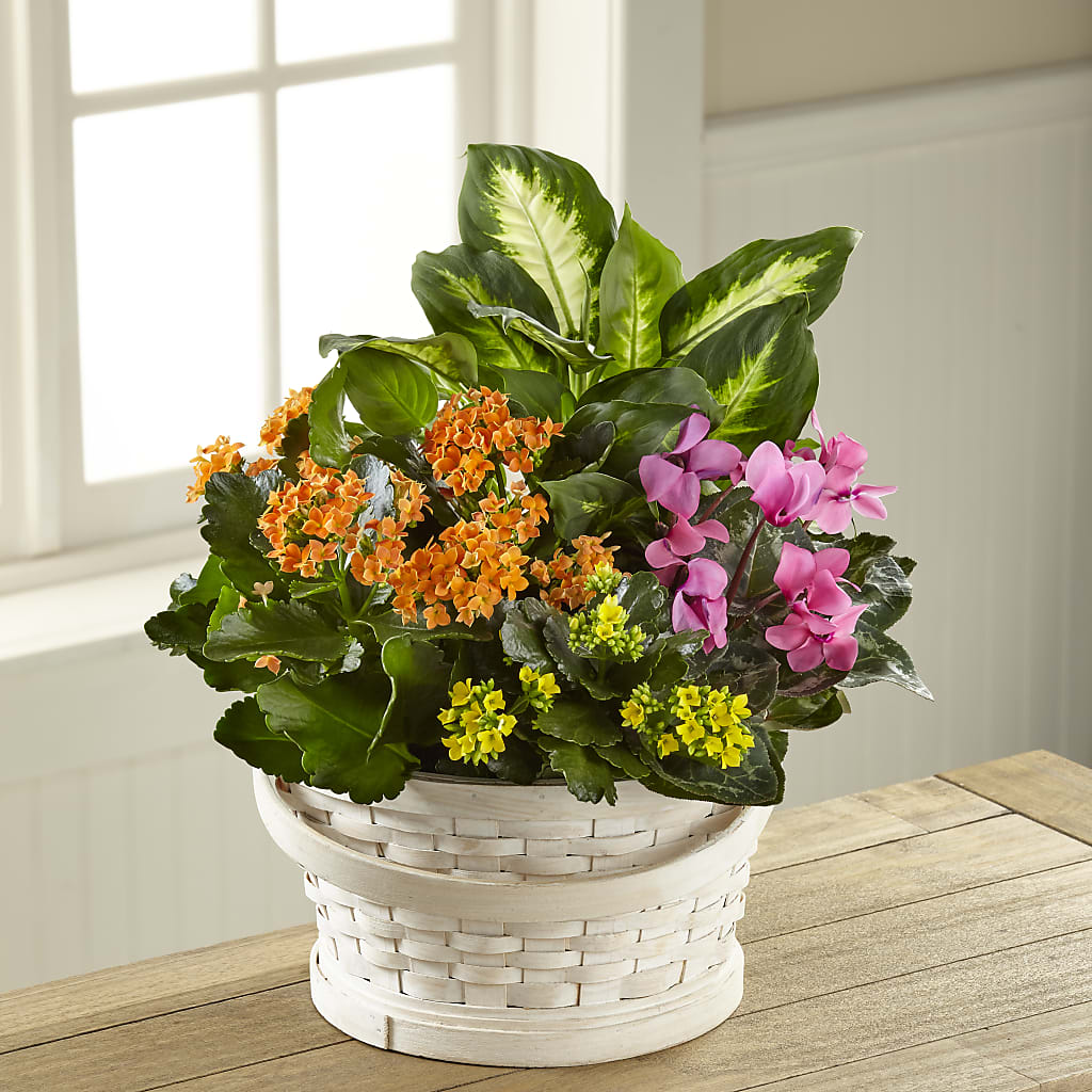Color Crush Dishgarden – Floreria Mexico #3, Torrance CA