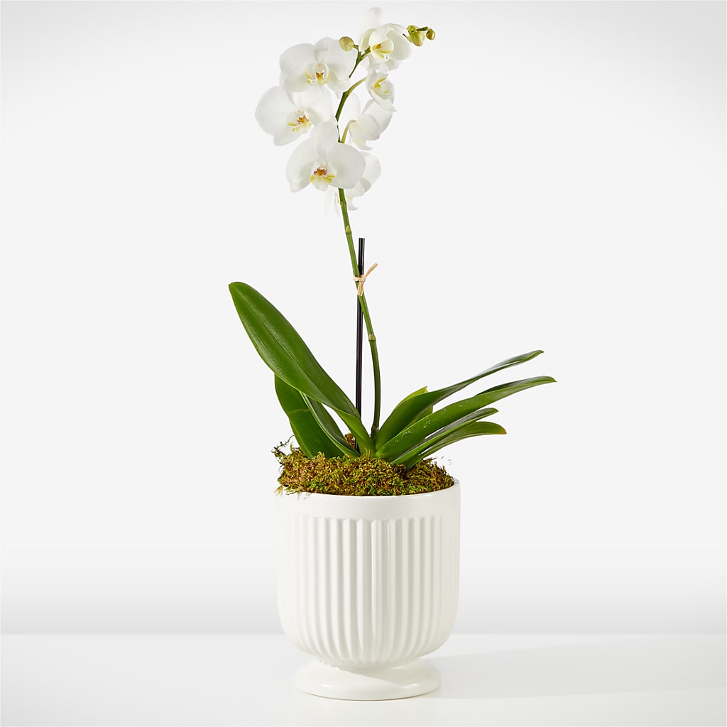 Whispering White Orchid – Floreria Mexico #3, Torrance CA