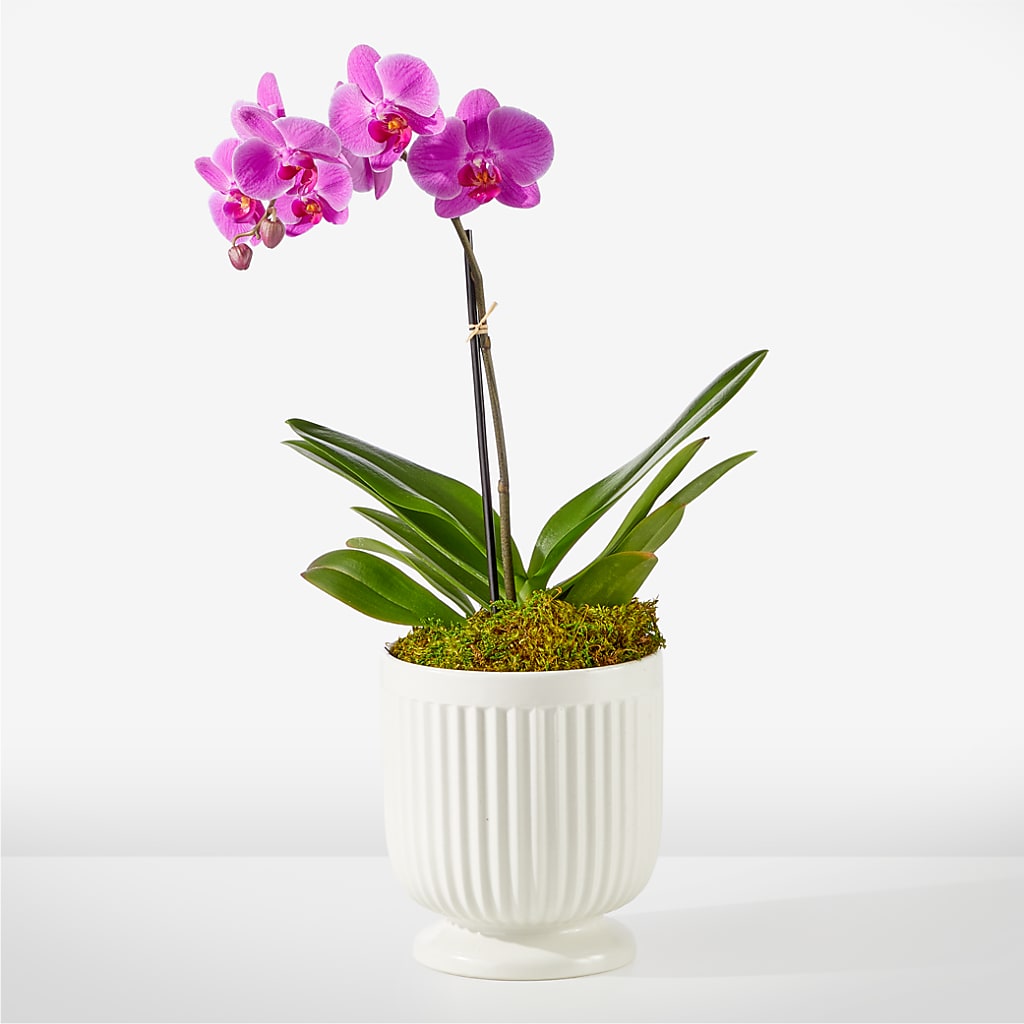 Friendly Fuchsia Orchid – Floreria Mexico #3, Torrance CA