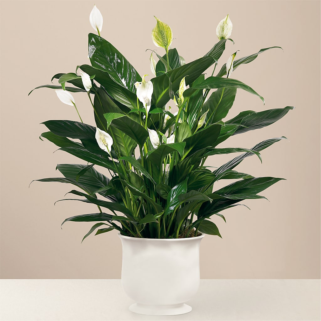 Comfort Planter – Floreria Mexico #3, Torrance CA