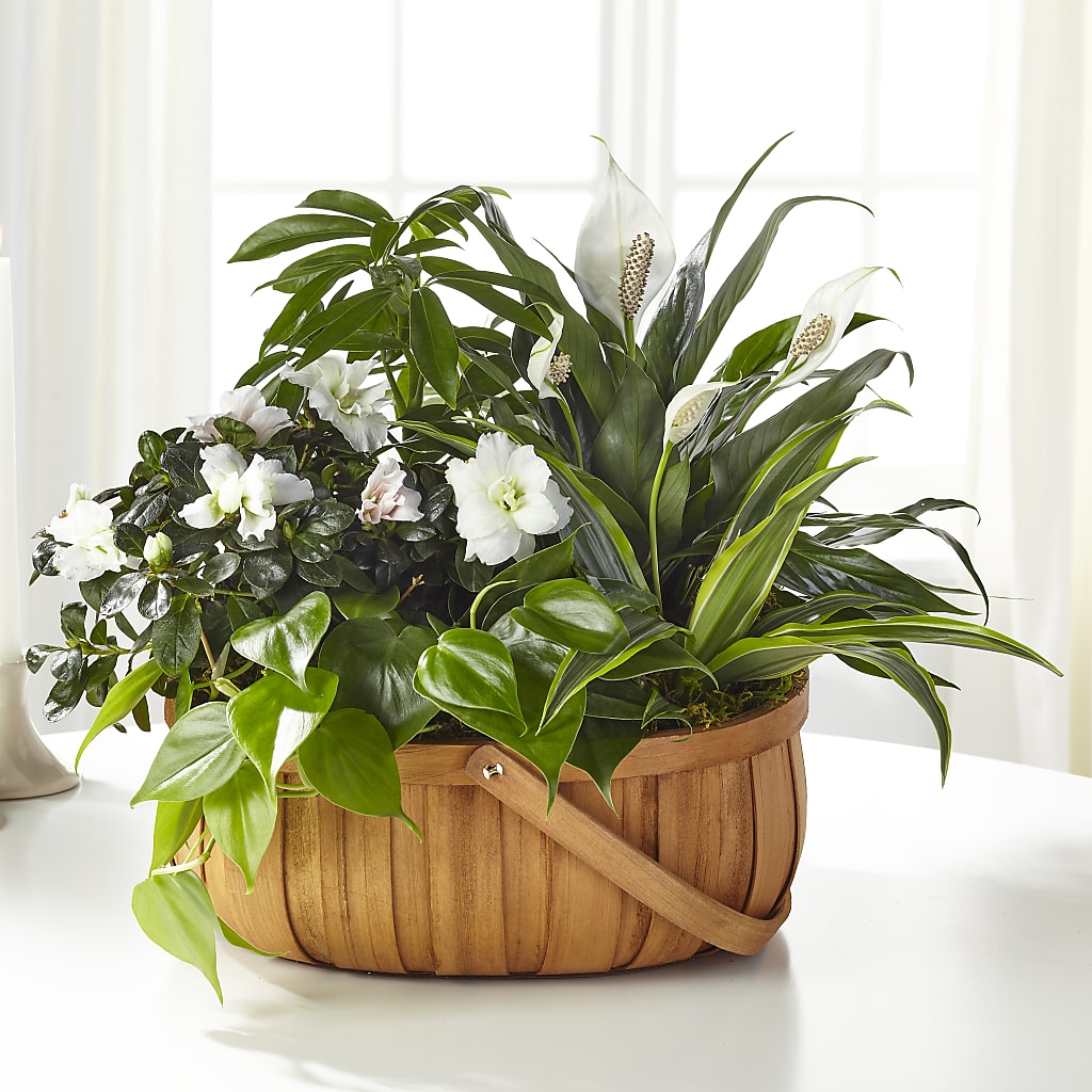Serene Dishgarden – Floreria Mexico #3, Torrance CA