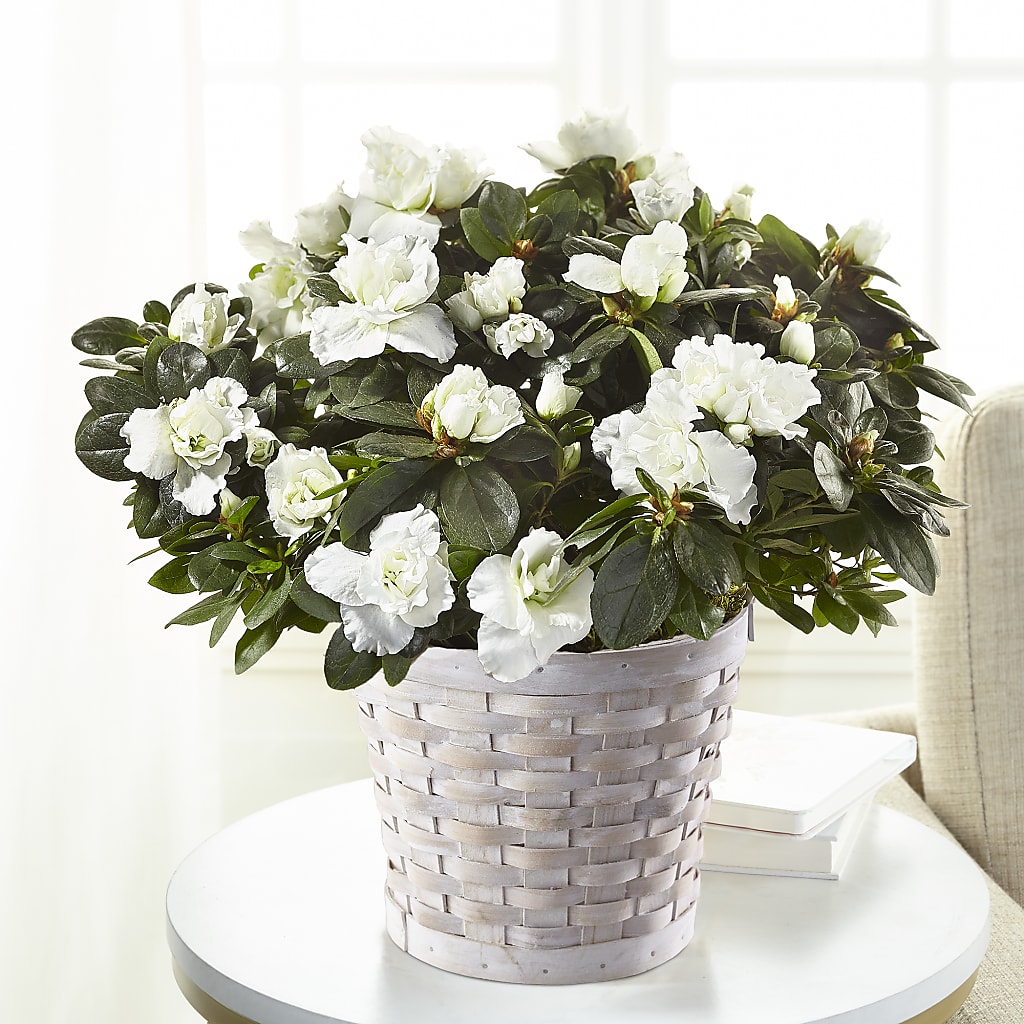 White Azalea Plant – Floreria Mexico #3, Torrance CA