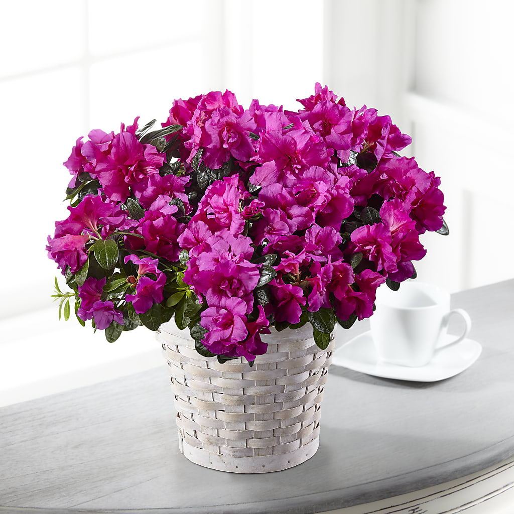 Hope & Serenity Azalea Plant – Floreria Mexico #3, Torrance CA