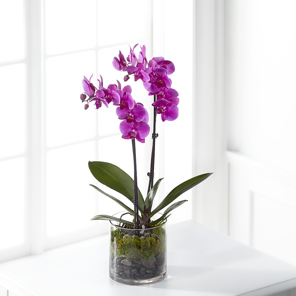 Pink Orchid Plant – Floreria Mexico #3, Torrance CA
