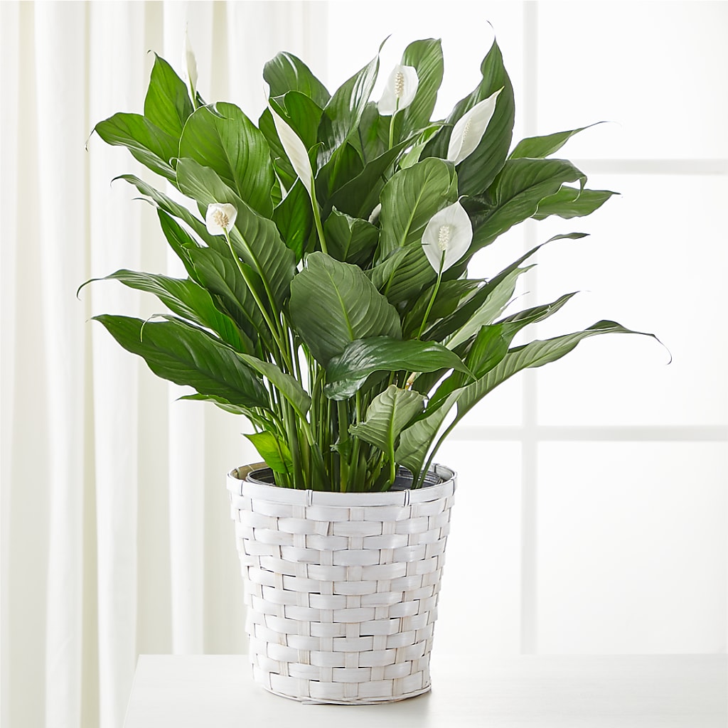 A New Leaf Peace Lily – Floreria Mexico #3, Torrance CA