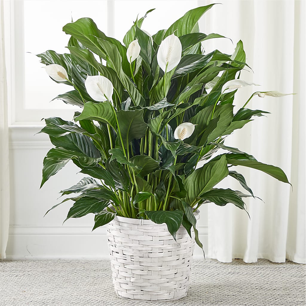 A New Leaf Peace Lily – Floreria Mexico #3, Torrance CA