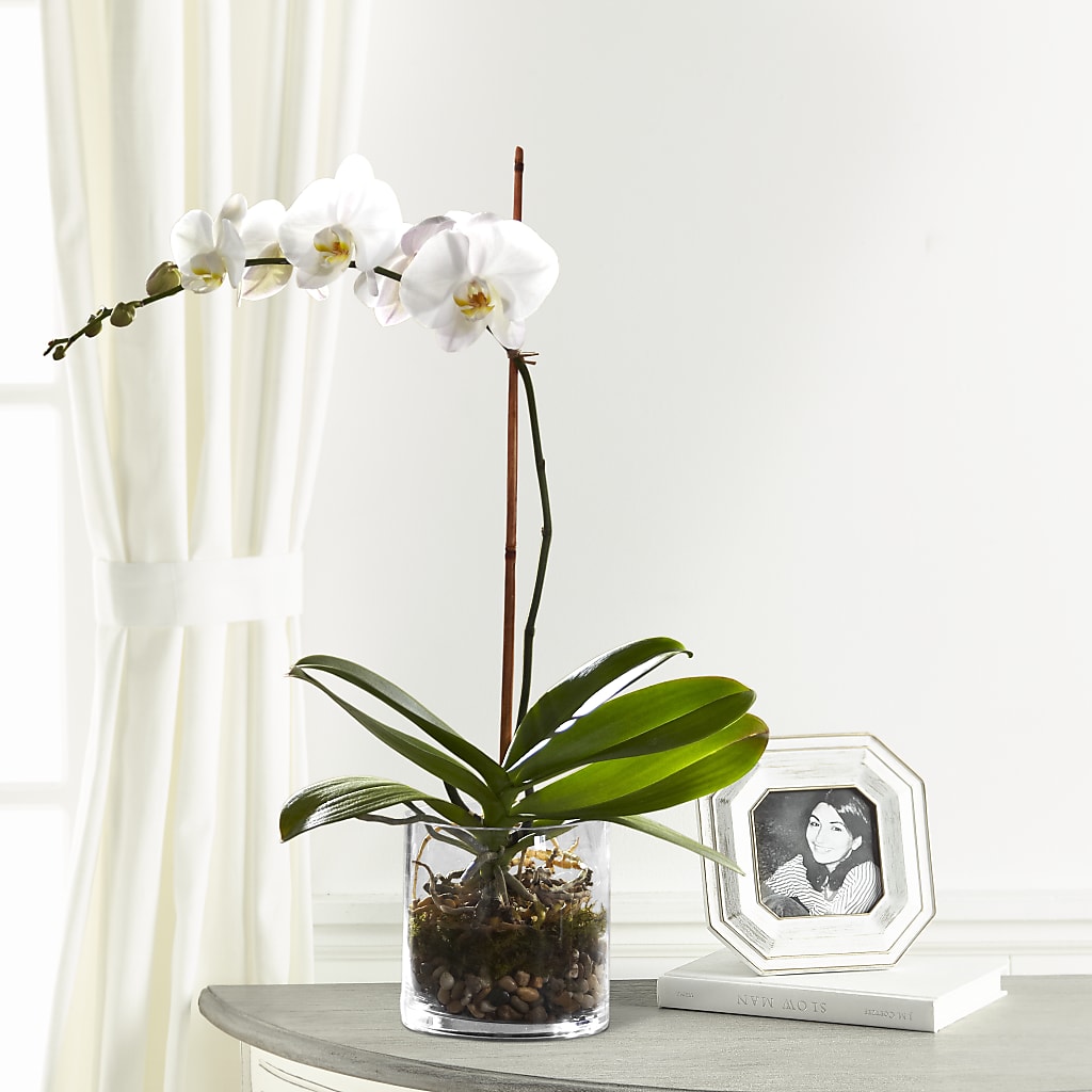 White Orchid Planter – Floreria Mexico #3, Torrance CA
