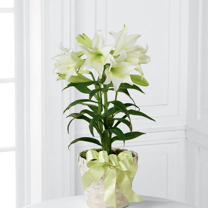 Easter Lily Plant –  Floreria Mexico #3, Torrance CA