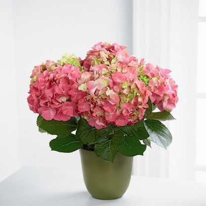 Pink Hydrangea Planter –  Floreria Mexico #3, Torrance CA