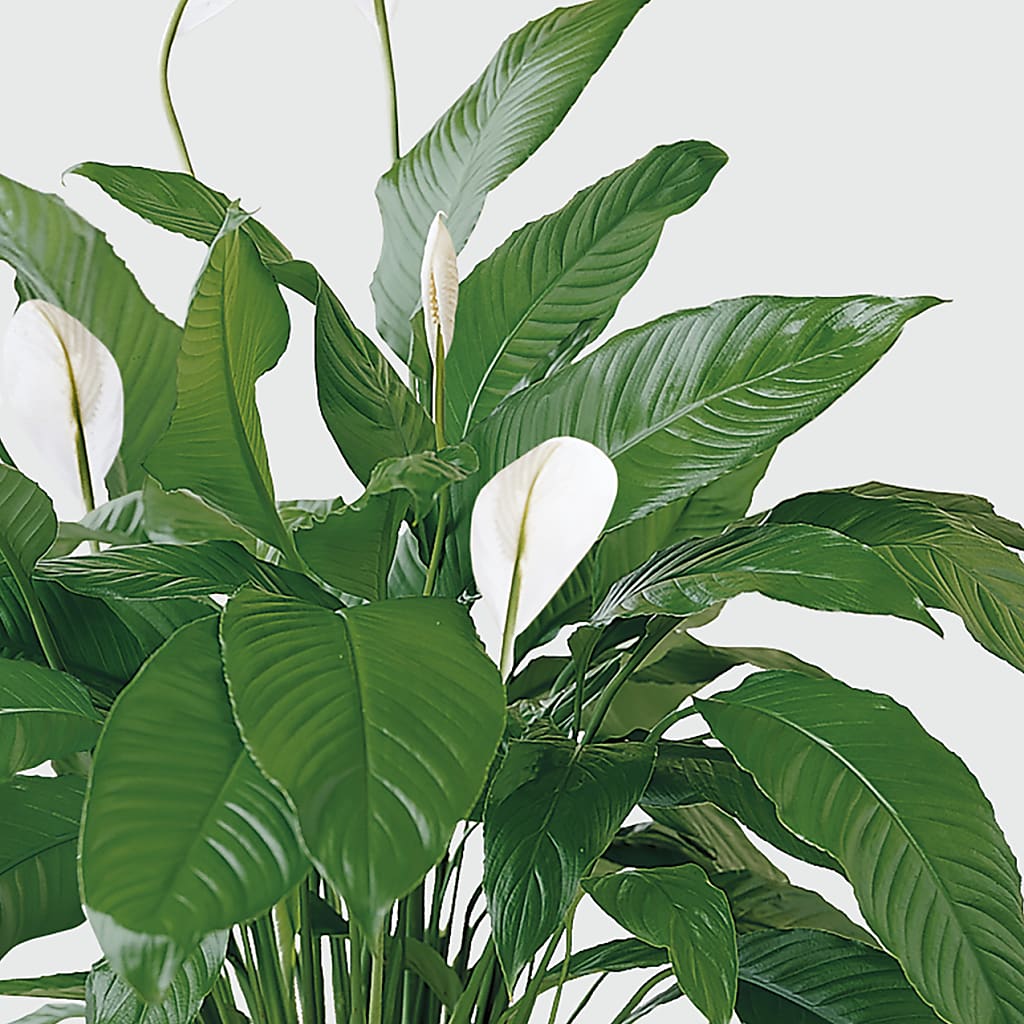 Tranquil Moments Peace Lily Plant –  Floreria Mexico #3, Torrance CA