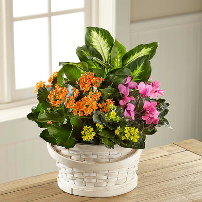 Color Crush Dishgarden –  Floreria Mexico #3, Torrance CA