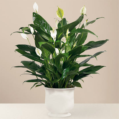 Comfort Planter –  Floreria Mexico #3, Torrance CA