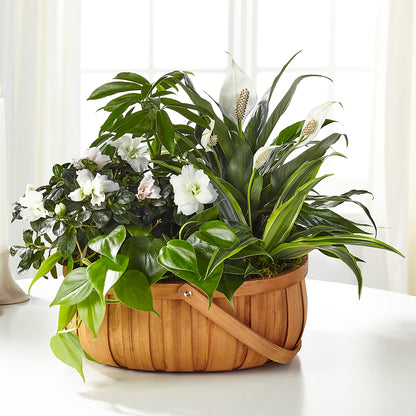 Serene Dishgarden –  Floreria Mexico #3, Torrance CA
