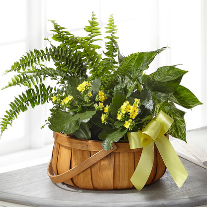 Always Dear Dishgarden –  Floreria Mexico #3, Torrance CA