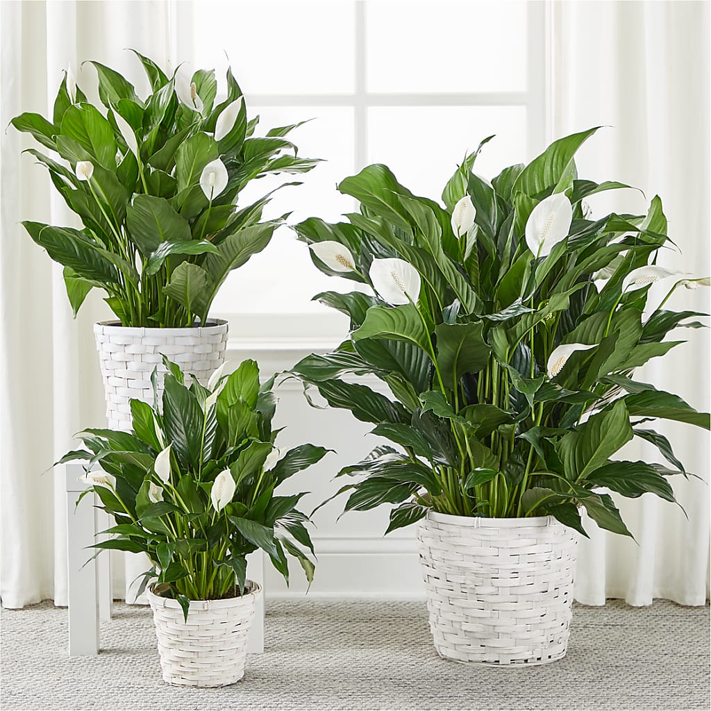 A New Leaf Peace Lily –  Floreria Mexico #3, Torrance CA