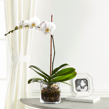 White Orchid Planter –  Floreria Mexico #3, Torrance CA