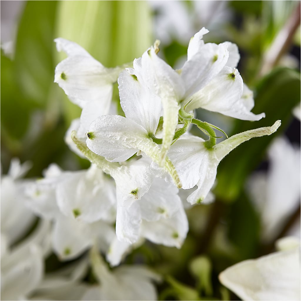 Classic Ivory – A Florist Original –  Floreria Mexico #3, Torrance CA